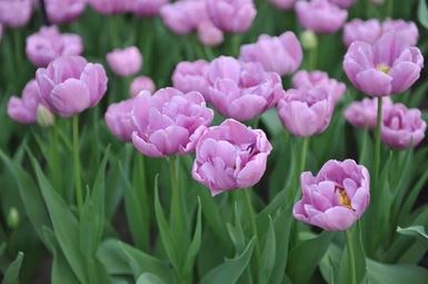 Tulipa 'Kickstart'